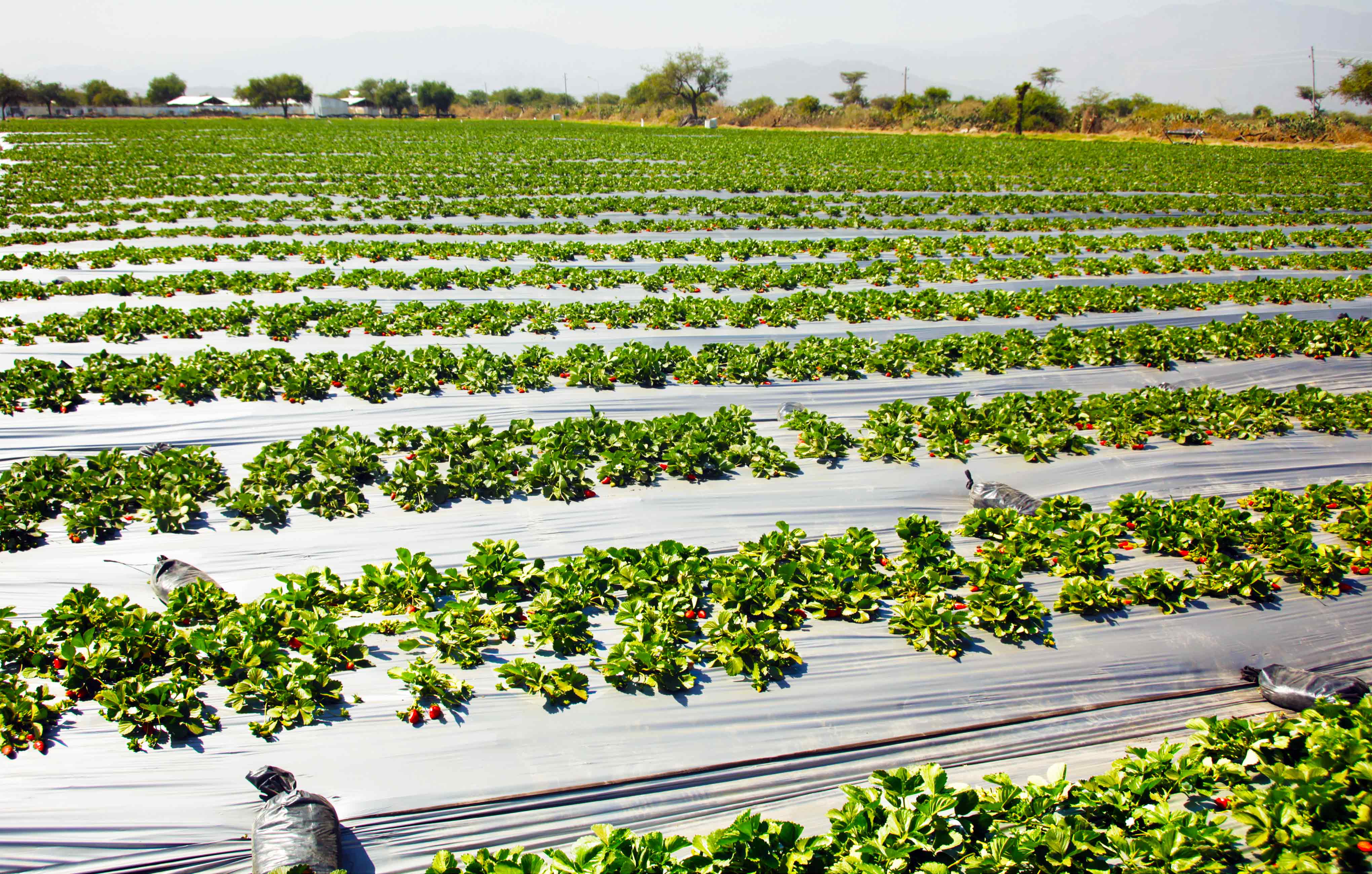 Mulched strawberry field