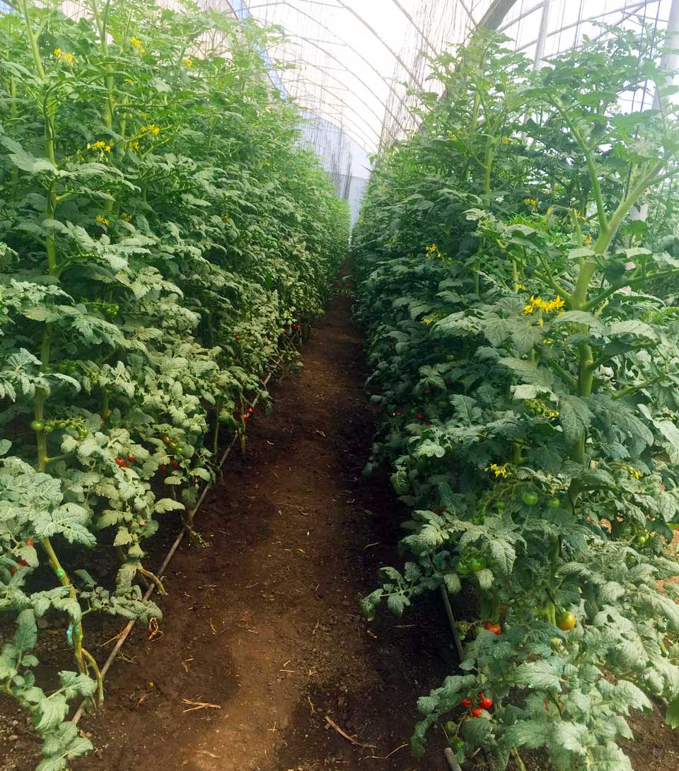 Greenhouse Tomatoes